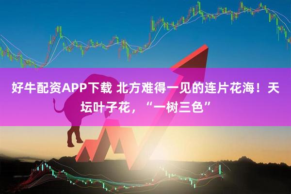 好牛配资APP下载 北方难得一见的连片花海！天坛叶子花，“一树三色”